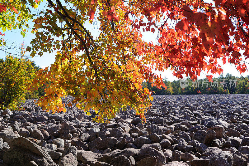 枫树和Boulder Field